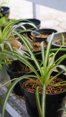 Various potted plants arranged in greenhouse. Plant lovers concept. Green house plants modern interior decoration. Pathway of a garden center and plants