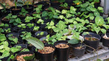 Various potted plants arranged in greenhouse. Plant lovers concept. Green house plants modern interior decoration. Pathway of a garden center and plants