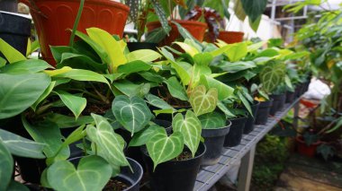 Various potted plants arranged in greenhouse. Plant lovers concept. Green house plants modern interior decoration. Pathway of a garden center and plants