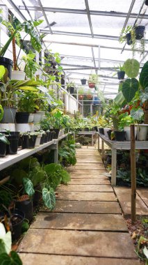 Various potted plants arranged in greenhouse. Plant lovers concept. Green house plants modern interior decoration. Pathway of a garden center and plants