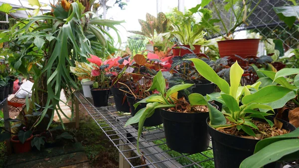 Various potted plants arranged in greenhouse. Plant lovers concept. Green house plants modern interior decoration. Pathway of a garden center and plants