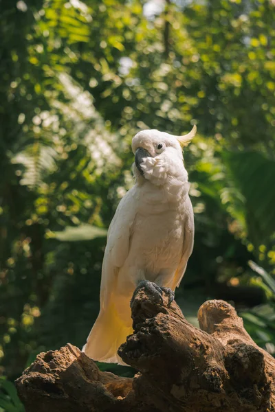 Yellow Crested Cockatoo Perched Log Front Green Leafy Background People — Stock Photo, Image