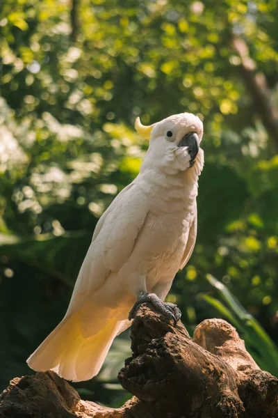 Close Yellow Crested Cockatoo Sits Branch Blurry Background People — Stock Photo, Image