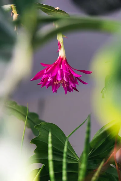 Epiphyllum Kwiat Kwitnący Kolorze Różowym — Zdjęcie stockowe