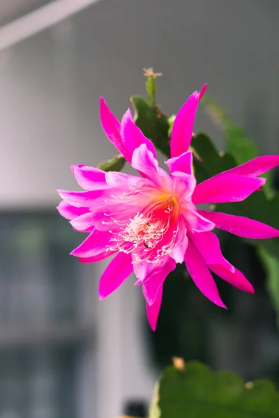 Epiphyllum Λουλούδι Ανθίζει Ροζ Χρώμα — Φωτογραφία Αρχείου