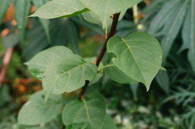 Yeşil tropikal tesise yakın çekim. Soyut doğal çiçekli arka plan Seçici odak, makro. Süzülen yapraklar.