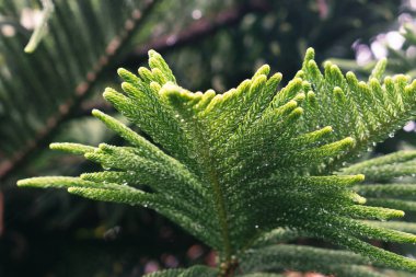 Çam yapraklarının üzerine yağmur damlası. Norfolk Adası çamı (Araucaria heterofilla) yeşil yapraklar. Yıldız çamı, üçgen ağacı ya da yaşayan Noel ağacı olarak da bilinir..