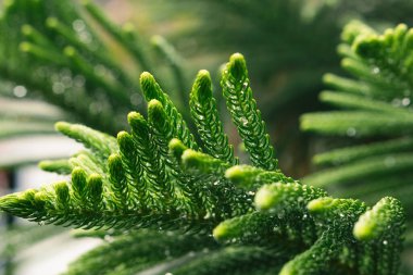 Çam yapraklarının üzerine yağmur damlası. Norfolk Adası çamı (Araucaria heterofilla) yeşil yapraklar. Yıldız çamı, üçgen ağacı ya da yaşayan Noel ağacı olarak da bilinir..