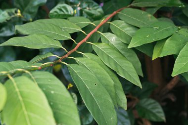Yeşil tropikal tesise yakın çekim. Soyut doğal çiçekli arka plan Seçici odak, makro. Süzülen yapraklar.