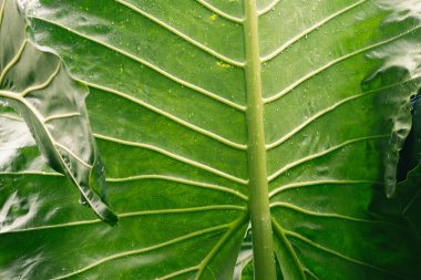 Açık havada muz yeşili yaprak dokusu ve bulanık arkaplanı kapat