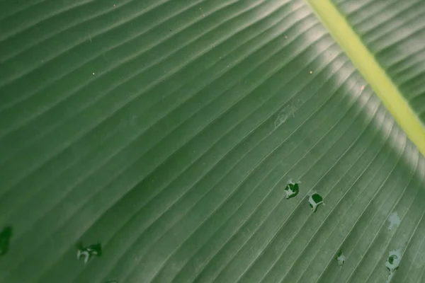 Nahaufnahme Bananengrüne Blätter Textur Und Verschwommenen Hintergrund Freien — Stockfoto