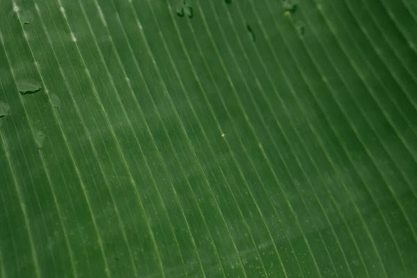 Nahaufnahme Bananengrüne Blätter Textur Und Verschwommenen Hintergrund Freien — Stockfoto