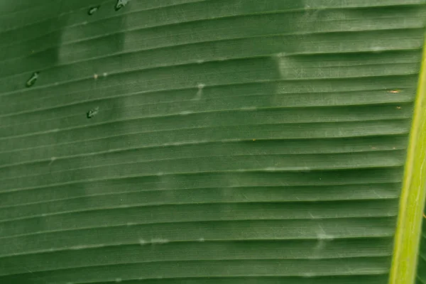 Primer Plano Plátano Hojas Verdes Textura Fondo Borroso Exterior — Foto de Stock