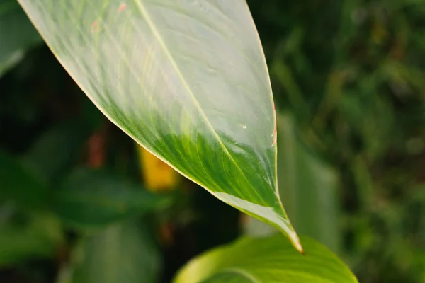 Grüne Tropische Pflanzen Aus Nächster Nähe Abstrakter Natürlicher Floraler Hintergrund — Stockfoto