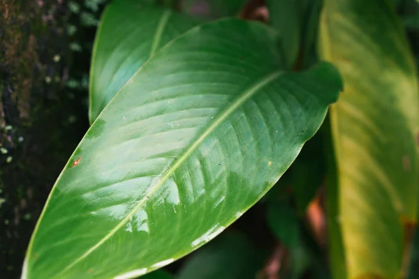 Grüne Tropische Pflanzen Aus Nächster Nähe Abstrakter Natürlicher Floraler Hintergrund — Stockfoto