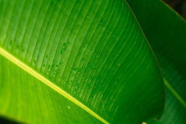 Bananenblätter Mit Regenwasser Als Hintergrund Wassertropfen Auf Bananenblatt — Stockfoto