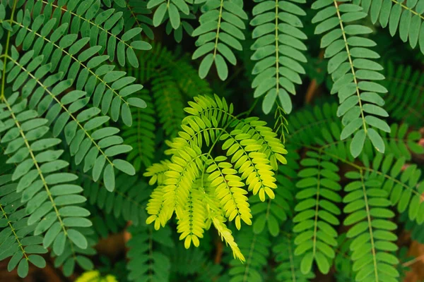Planta Tropical Verde Close Resumo Fundo Floral Natural Foco Seletivo — Fotografia de Stock