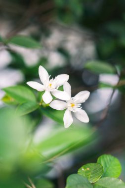 Bulanık arkaplanı olan beyaz bir çiçeğe yaklaş