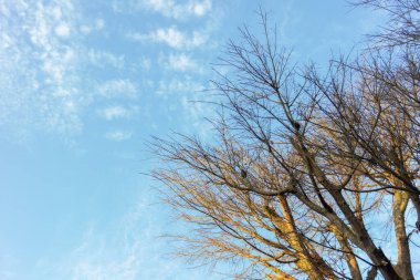 Ağaçların tepelerine bakıyorum. Gökyüzüne karşı güzel doğal bir yeşillik. Uzayı kopyala. Mavi gökyüzüne karşı bir ağacın yeşil yaprakları. Ağacın yeşil yapraklarından süzülen güneş ışığı..