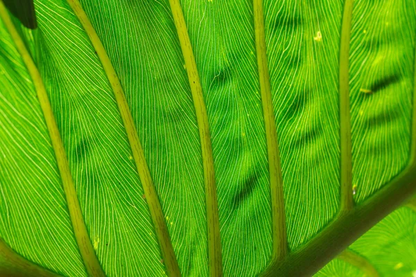 Streszczenie Tekstury Zielonego Liścia Dla Struktury Tła — Zdjęcie stockowe