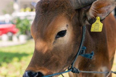 Yeşil çimenli köyde Qurban veya Fedakarlık Festivali Müslüman etkinliği için kahverengi inek