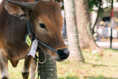 Yeşil çimenli köyde Qurban veya Fedakarlık Festivali Müslüman etkinliği için kahverengi inek