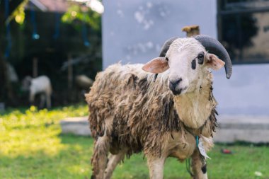 Beyaz keçi ya da koyun qurban ya da Kurban Festivali için yeşil çimenli köyde Müslüman etkinliği