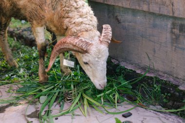 Beyaz keçi ya da koyun qurban ya da Kurban Festivali için yeşil çimenli köyde Müslüman etkinliği