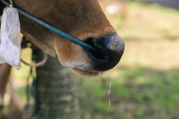 Brown Vaca Nariz Perto Com Grama Verde Desfocado Fundo — Fotografia de Stock