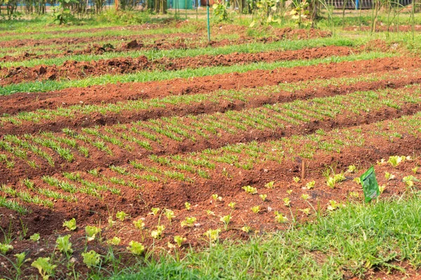 Salada Orgânica Fazenda Campo Alface Campo Salada Fresca Saborosa Plantação — Fotografia de Stock