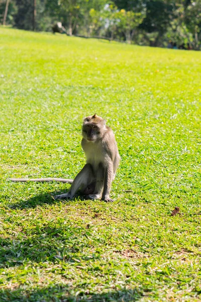 Macaco Está Sentado Campo Grama Verde — Fotografia de Stock