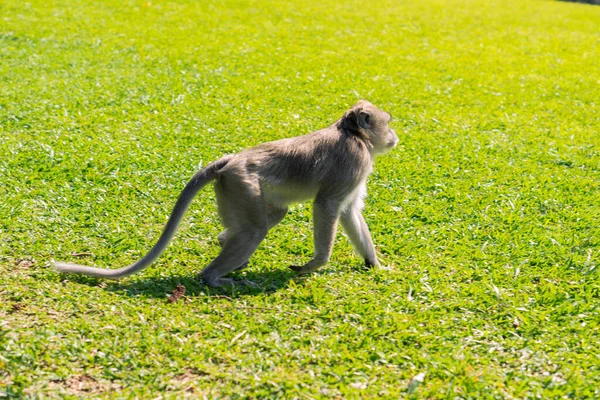 A monkey is walking in field of green grass