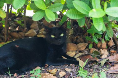 Kara kedi yaprakların altında dinleniyor. Bir çalılığın altında yatıyor.