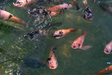 Gölde yüzen çeşitli koi balıklarına yakın durun. Güzel, egzotik, renkli, bokeh arkaplan.