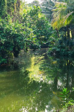 Güzel doğa gölü ve orman. Barışçıl doğal çevre
