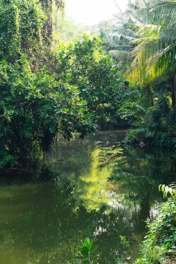 Güzel doğa gölü ve orman. Barışçıl doğal çevre