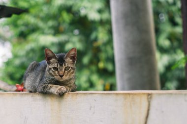 Dışarıda duvarda oturan harika bir kedi. Kedi bakıcılığına yakın dur.