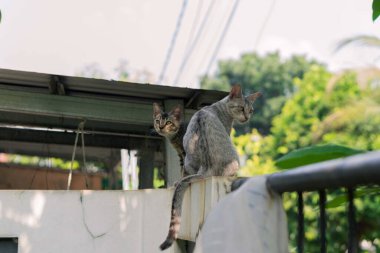 Kedi ve kedisi dışarıda bir duvarda oturuyorlar..