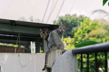 Kedi ve kedisi dışarıda bir duvarda oturuyorlar..