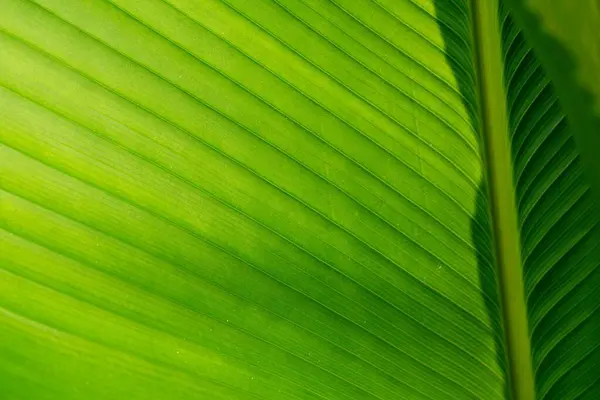 palm leaf texture natural tropical green leaf close up. Close up of textural green leaves of palm tree.