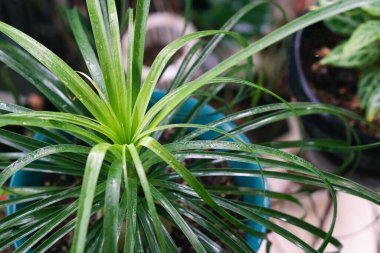 Various potted plants arranged in greenhouse. Plant lovers concept. Green house plants modern interior decoration. Pathway of a garden center and plants