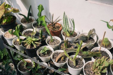 Various potted plants arranged in greenhouse. Plant lovers concept. Green house plants modern interior decoration. Pathway of a garden center and plants