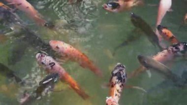 Fancy Carp 'ın gölette yüzüşünün en üst görüntüsü. Su siyahtır ve ışığın yansımasıdır. Tropikal bahçe havuzunda yüzen süslü sazan balıklarının su yüzeyini kapatın..