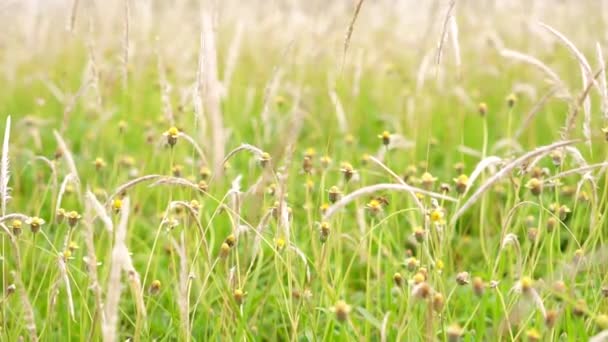 Vahşi Çimen Rüzgâr Doğası Çayır Alanında Sallanıyor Vahşi Çimen Doğada — Stok video