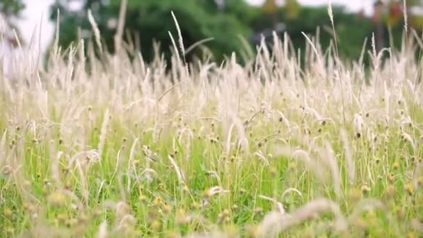 Césped Salvaje Balanceándose Viento Naturaleza Prado Campo Fondo Wild Grass — Vídeo de stock