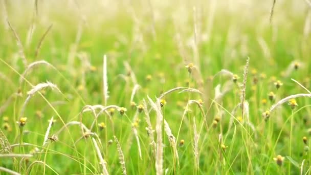 風の自然メドウフィールドの背景にある野生の草の散策 自然の空の風から野生の草の道 メドウスウィーズでリード 風によって動かされる自然な黄色いフィールド — ストック動画