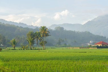 Sabah vakti pirinç tarlaları. Kırsal kesim, ormanın arkasındaki sisli vadiyi hissediyor. Doğal tazelik kavramı