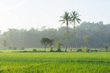 Sabah vakti pirinç tarlaları. Kırsal kesim, ormanın arkasındaki sisli vadiyi hissediyor. Doğal tazelik kavramı