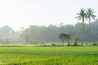 Sabah vakti pirinç tarlaları. Kırsal kesim, ormanın arkasındaki sisli vadiyi hissediyor. Doğal tazelik kavramı