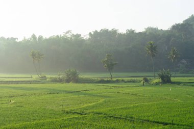 Sabah vakti pirinç tarlaları. Kırsal kesim, ormanın arkasındaki sisli vadiyi hissediyor. Doğal tazelik kavramı